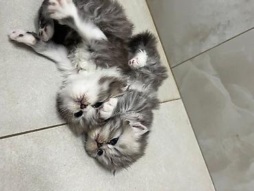 Pişiklər: Fars — 6