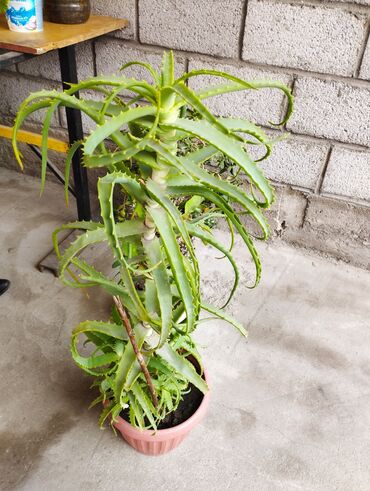 Комнатные растения: Алое Вера 5лет продается прошу 2500с