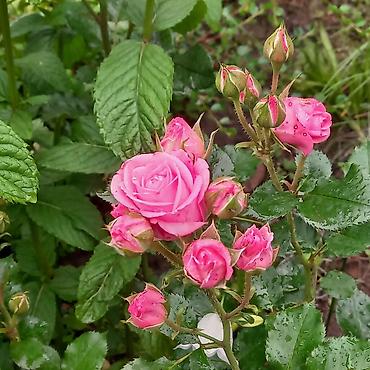 Другие садовые цветы и кустарники: Продаю разные цветы,злаковые: овсяница сизая,мискантус от 200с — 12