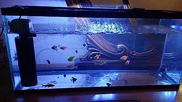 akvarium filterleri: Boş, 30 l, Ödənişli çatdırılma — 5