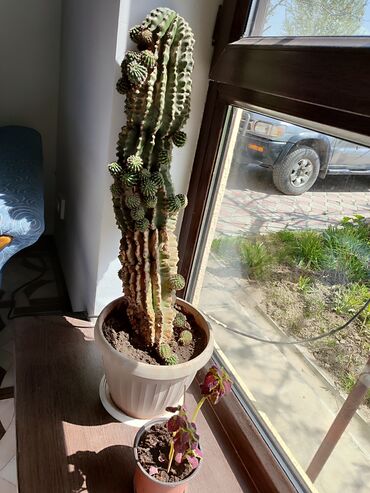 Другие комнатные растения: Фикус 9 лет