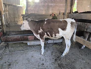 Коровы, быки: Продаю | Тёлка | Алатауская | Для разведения | Не стельные — 6