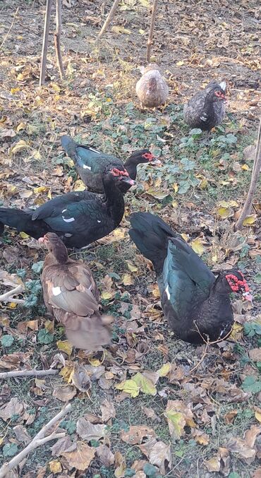 Ördəklər: Dişi, | Macar, Damazlıq, Pulsuz çatdırılma — 27