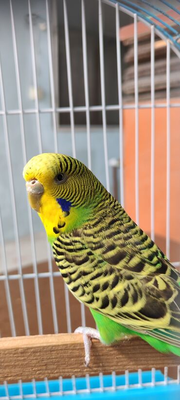 Məhsul: Dalmatian naxışlı dalğalı tutuquşu (budgerigar) Təsvir: -