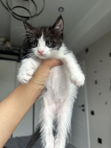 шотландская вислоухая кошка черная: 1 айлык, Эркек, Аргын