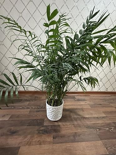 пальма: Хамедорея (Chamaedorea elegans) — комнатная пальма в декоративном — 5