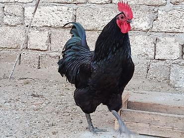 sabuncu toyuq bazari: Toyuq, Australorp, Yumurtalıq — 7