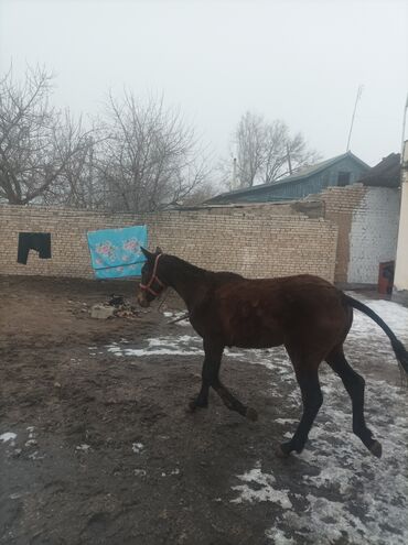 айгыр алам: Сатам | Бээ (ургаачы) | Көбөйтүү үчүн | Асыл тукумдуу