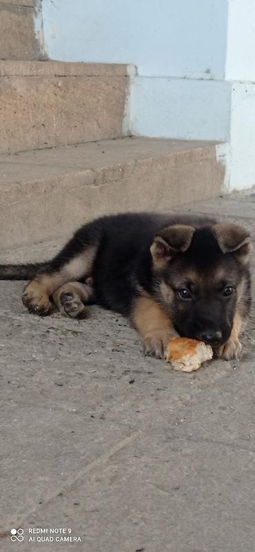 afcarka nemeski: Alman çoban iti, 1 ay, Dişi, Peyvəndli, Ünvandan götürmə — 3