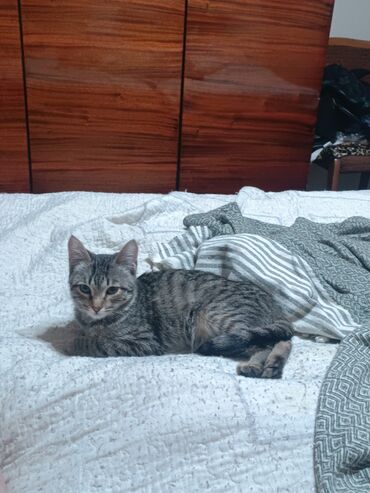 отдам даром породистых котят: Отдам котенка в добрые руки. К лотку приучен. Но столам не лазиет