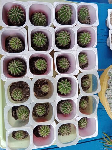 Kuća i bašta: Kaktusi mali otporni cvetaju kad napune 7 godina bele boje ogroman