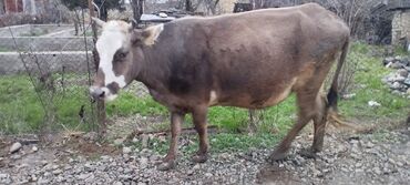 дойных коров: Продаю | Корова (самка) | Для разведения, Для молока