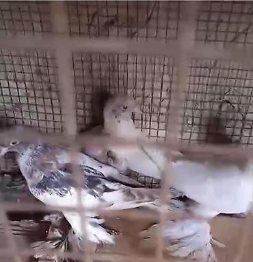 göyərçin satışı: Dort eded iri lelekli qus satilir bir anadir iki bala olar kekilsizdir — 4