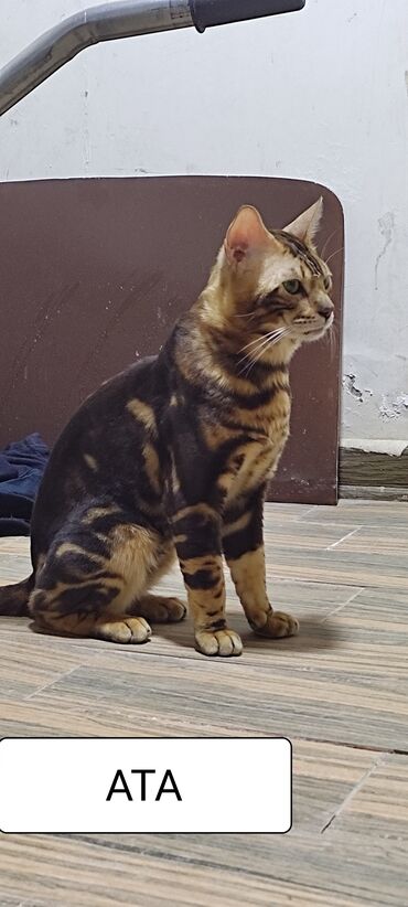 pişik qiymətləri: Benqal, Erkək, Yaxşı əllərə