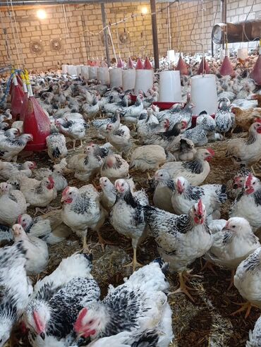 itler ucun bit dermani: Bismilləh.serebrist sortu çolpar satışa çıxıb.45 günlük