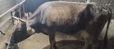 животные корова: Продаю | Корова (самка) | Алатауская, Швицкая | Для молока | Стельные, Не стельные