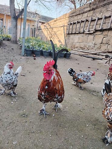 Xoruzlar: Yaponkalar satılır ünvan Əmircan — 4