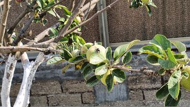 Bağ evlərinin satışı: Bakı, Türkan qəs., 1500 kv. m, 7 otaqlı, Hovuzlu, Qaz, İşıq, Su — 22