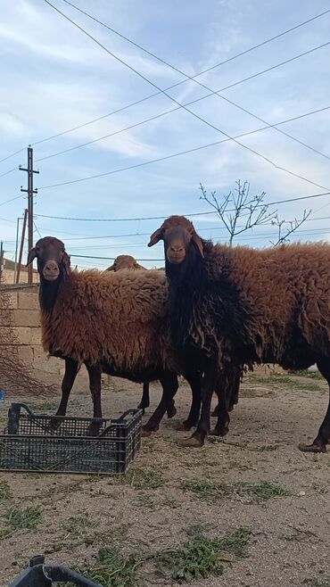 qurbanliq quzu: Quzu, Erkək, Qala, ay: 2, Damazlıq, Pulsuz çatdırılma