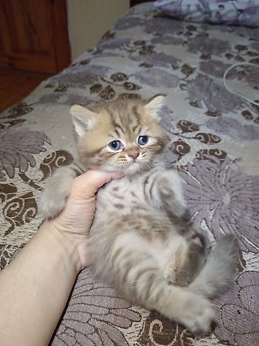 Pişiklər: Britan — 2