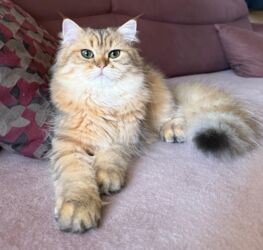 şotlan pişiyi: Британская, Самец, Самовывоз