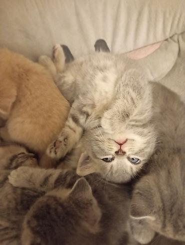Кошки: Шотландская, Самовывоз — 4