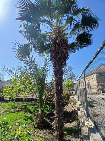 ananas ağacı: Palima ağacı.Uzunluq -2.80sm