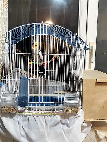 taxta qəfəs: Nimfa (cockatiel) cütü və tam avadanlıqlı qəfəs dəsti - Növlər: Nimfa — 3