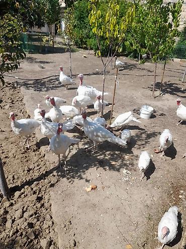 🐔 3 aylıq hinduşkalar satılır! Sağlam və baxımlı Ətraflı məlumat lalafo.az -da 🐔 3 aylıq hinduşkalar satılır! Sağlam və baxımlı Ətraflı məlumat