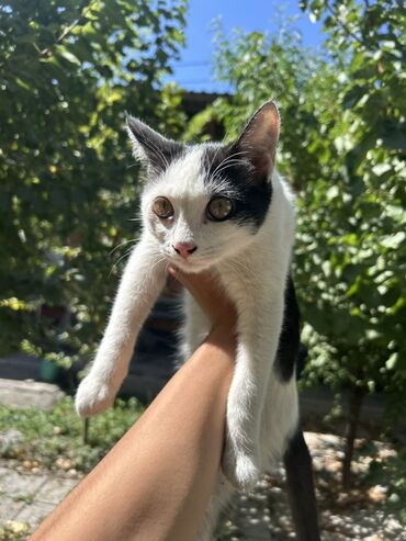домашние котята: Кошка даром: Беспородная, 5 месяцев, Мальчик