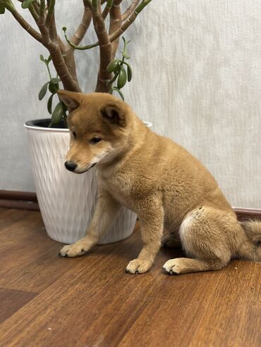 Продажа собак: Сиба-ину, 3 месяца, Самец, С прививкой — 3