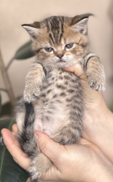 Pişiklər: Şotland — 4