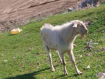 Козы, козлы: Продаю | Козёл (самец) | Для разведения | Племенные — 1