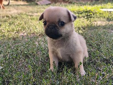 Продажа собак: Мопс, 1 месяц, Самка — 5