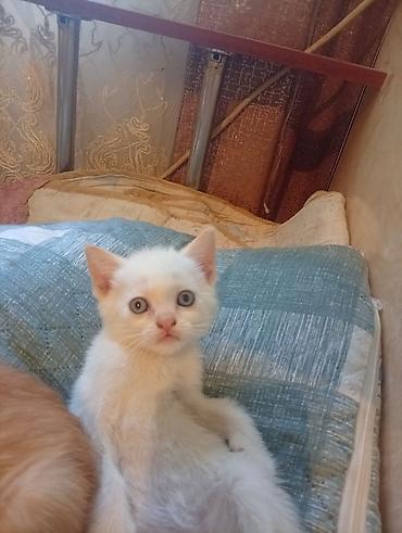 белые котята: Котята домашние, игривые и ласковые. - Окрас: один белый с голубыми — 4