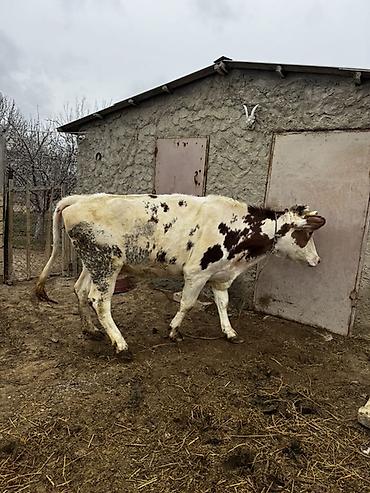 Inəklər, öküzlər: Simmenatlla ivanofka mələzi düyə satılır. Buzovluğundan məndədir.Öz — 13