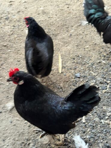 Куры, петухи: Продаю | Куры, Петух — 7