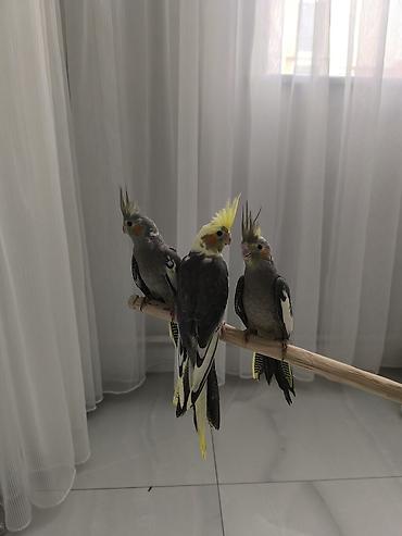 Quşlar: 2-ayliq Quslardi çox ağilli Nimfa (Cockatiel) tutuquşuları – əl — 1