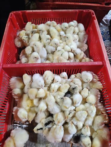 Cücələr: Salam herkese bayraminiz mubarek _xarkov qənbəri_ lider55_ sereblis _ — 17