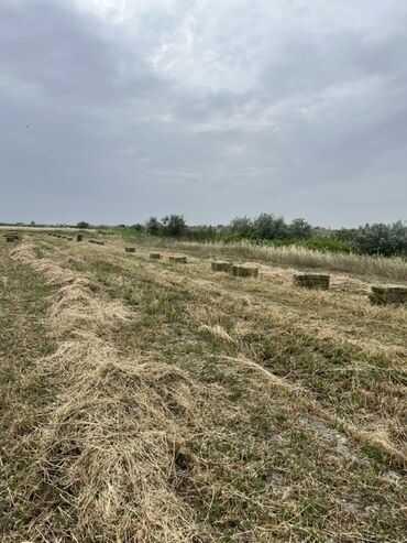 toyuq yemi qiymeti: Preslənmiş ot tayları satılır. Kvadrat formada olan bu taylar