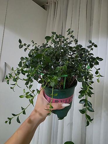 Ампельное комнатное растение в подвесном горшке. - Вид: колумнея