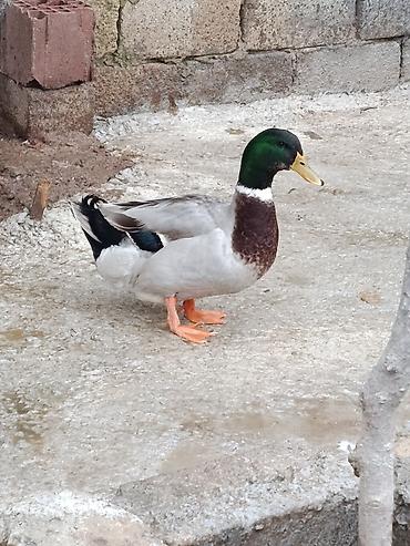 kuban ördeyi: Malard ördəkləri – dekorativ və təsərrüfat üçün - Cins: mallard — 1
