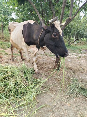 simmental inək cinsi: Dişi, il: 4, 500 kq, Damazlıq, Südlük, Ünvandan götürmə, Ödənişli çatdırılma, Rayonlara çatdırılma