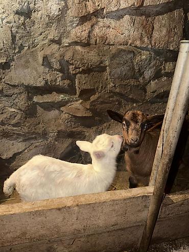 Козы, козлы: Продаю | Коза (самка) | Зааненская | Для разведения — 15