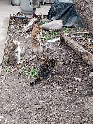 Продажа кошек: Котята красатули 2,5 мес.К лотку приучены.На фото — помёт из 5 малышей — 5