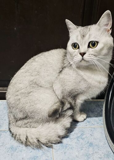 котята в добрые руки: Qızıl şinşilla, Erkək, Dişi, Yaxşı əllərə, Ödənişli çatdırılma