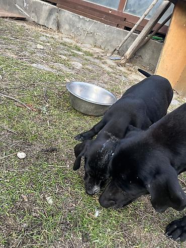 quru it yemi: 5 ay, Dişi, Peyvəndli, Ünvandan götürmə — 8