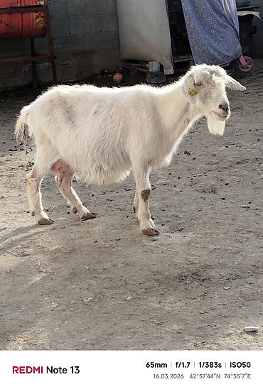 Козы, козлы: Продаю | Коза (самка) | Для молока — 1