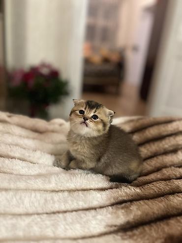 Pişiklər: Britan, Erkək, Ödənişli çatdırılma — 7