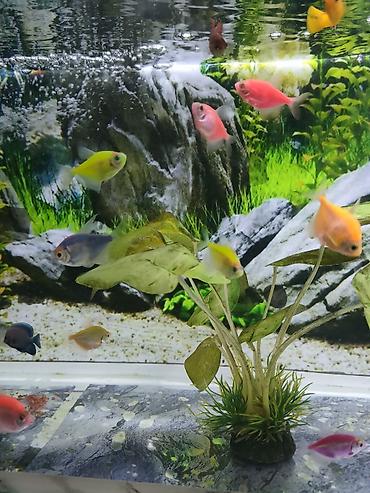 nemo baliq: Glofish, Sülhsevər — 2